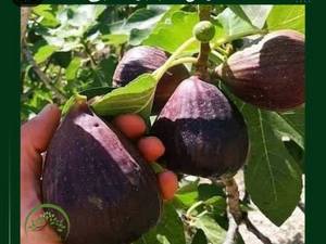 تولید نهال انجیر گلابی