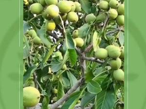 نحوه ی کاشت نهال گردو 