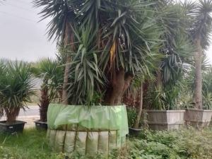یوکا جرثقیلی ریشه پرس