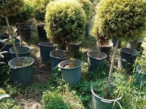 درختچه ژانویه پیوندی ریشه پرس