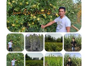 نهالستان برگ سبز
