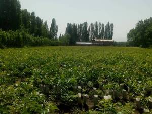 کاج زینتی برای فضا سازی