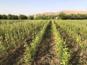 کاج زینتی برای فضا سازی