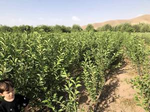 کاج زینتی برای فضا سازی