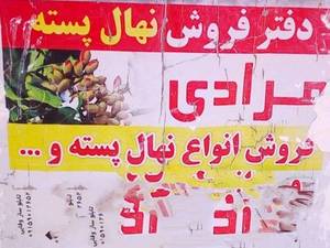 نهال پسته بادامی سفید 