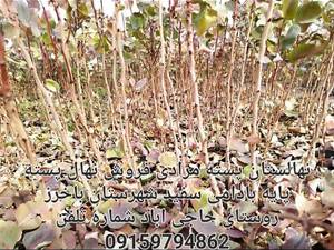 نهالستان پسته پایه بادامی سفید