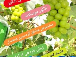 نهال انگور موسکات