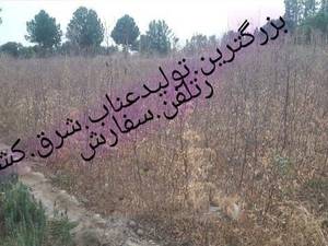 تولید کننده نهال عناب در مشهد