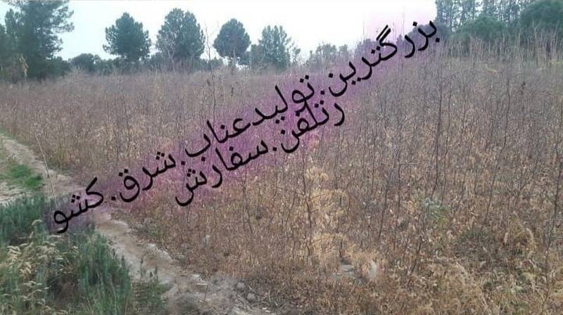 تولید کننده نهال عناب در مشهد