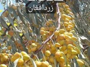 نهال سنجد خوشه ای زرد افغان 