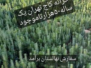 نهال خزانه کاج تهران یکساله