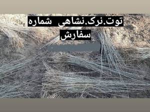 نهال توت نرک نشاهی 