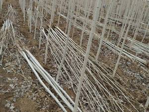 عرضه نهال گل محمدی ریشه دار و پاکتی