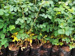 عرضه نهال گل محمدی ریشه دار و پاکتی