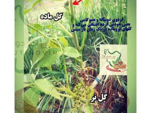 ارائه ی نهال گردو ژنوتیپ