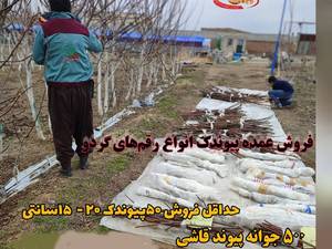 انواع نهال گردو پیوندی اصل 