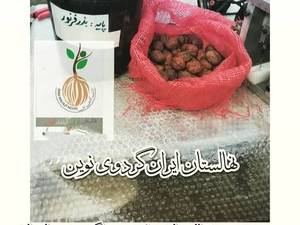 بذر نهال گردو فرنور 