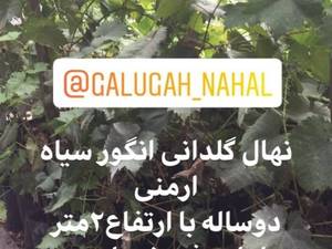 نهال گلدانی انگور سیاه 