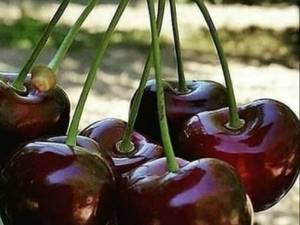  نهال گیلاس خوشه ای