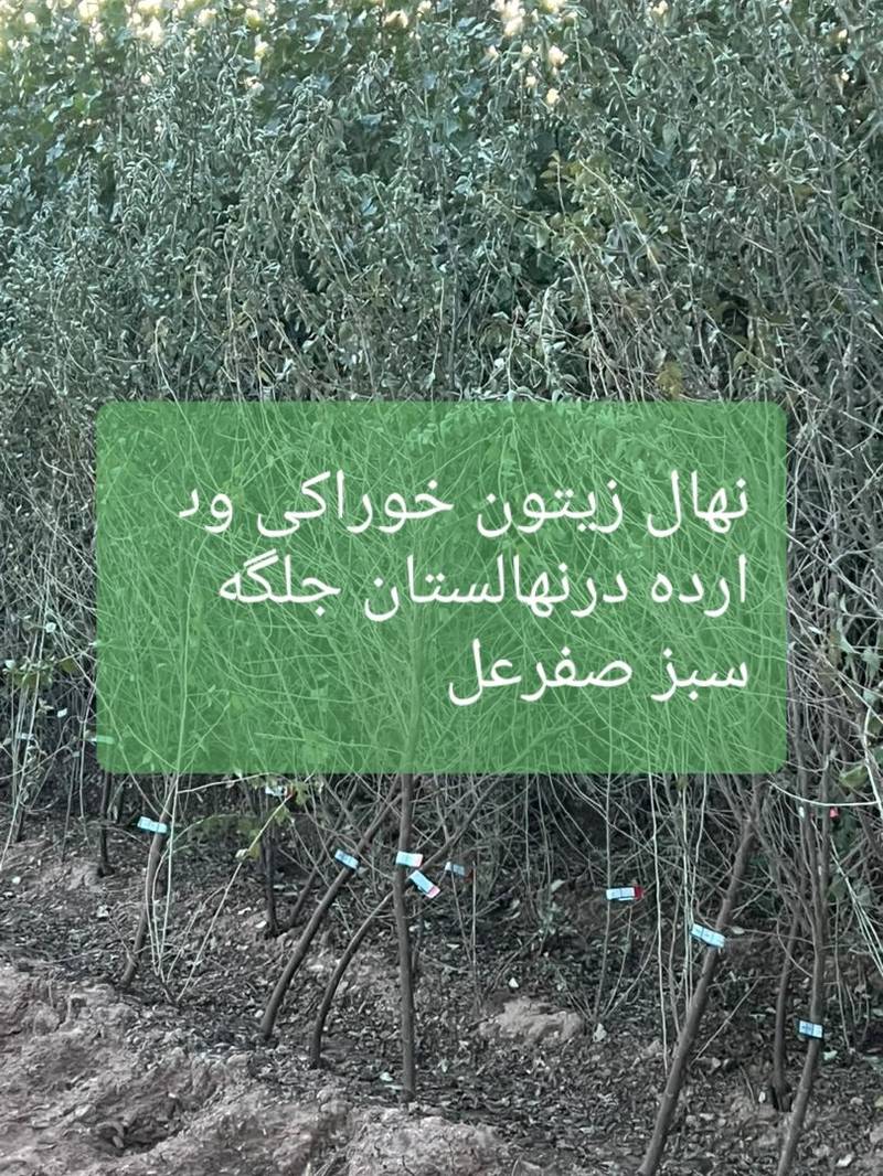 نهال زیتون خوراکی بارده