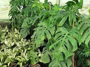 برگ انجیری تگ برگ 