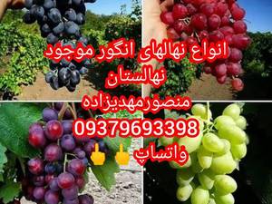 رویان نهال منصورمهدیزاده