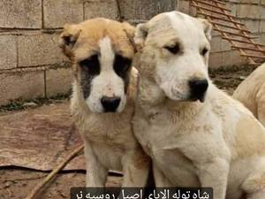 توله سگ الابای و سگ گارد آلابای واکسینه