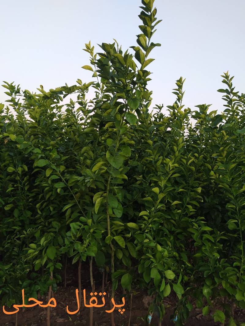 نهال پرتقال محلیدر دزفول