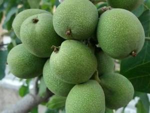 گردو نهال گردوژنوتیپ 