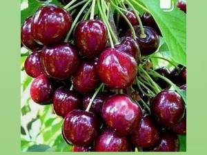 نهال گیلاس زودبازده
