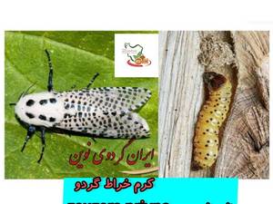 ایران گردو نوین مولایی 