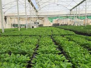  نشا کلم پیچ آریزونا