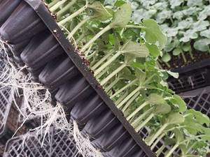 نحوه ی پرورش و نگهداری نشاء هندوانه
