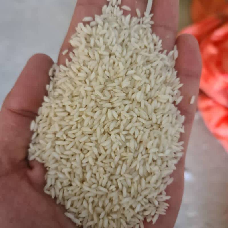 برنج عنبر جنوب