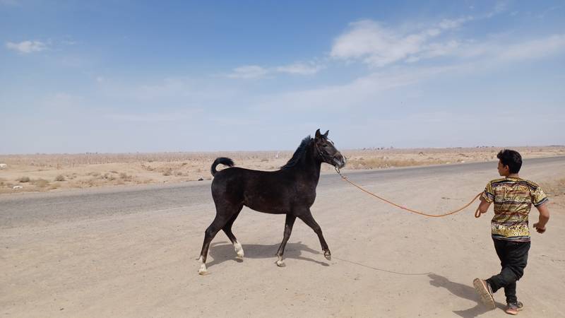 تولید و پرورش اسب اصیل
