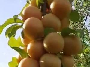 عرضه نهال مرغوب 