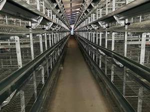 قفس تمام اتوماتیک مرغ های تخمگذار