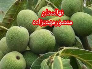گردوخوشه ای کانادایی اصل 