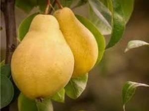 ارقام نهال در نهالستان برگ سبز