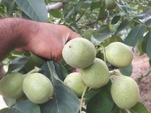 گردو ژنی جهشی دیرگل