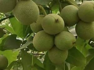 گردو دیرگل سردسیری