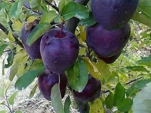 نهال سیب میراکل