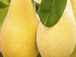 عرضه نهال گلابی