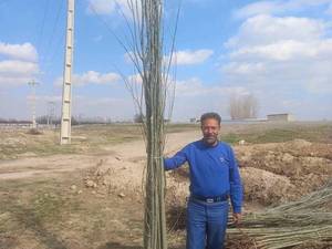صنوبر سبز سفیدترکیه