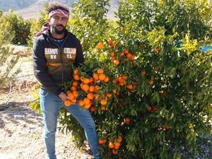 تولید و عرضه نهال نارنگی خارو 