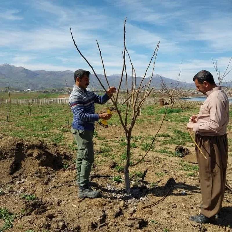 هرس و فرمدهی درخت یک ساله تا ۲۰ساله
