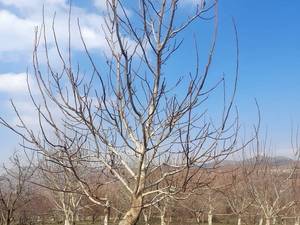تولید و عرضه انواع رقم نهال گردو