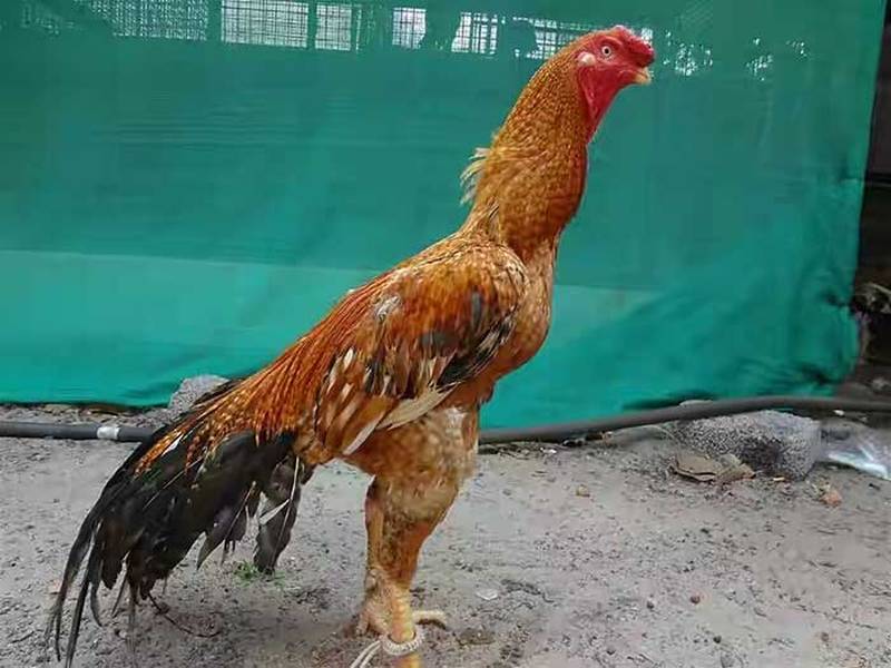 قیمت خروس لاری جنگی