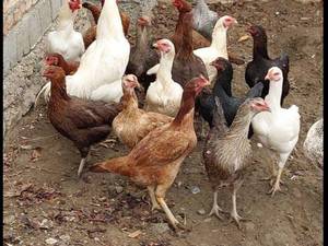 مرغ و خروس لاری پاکستانی