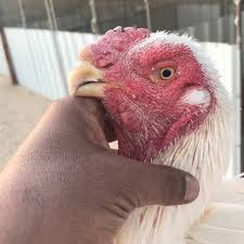 تخم نطفه دار مرغ لاری پاکستانی